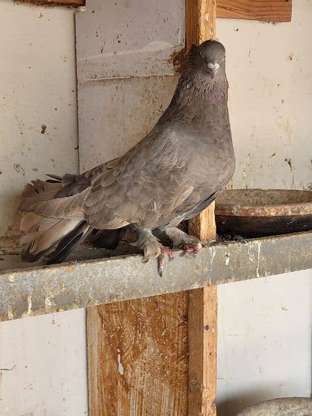 cockateil pair for sale breeder /  lutino personata black eyes pair 13