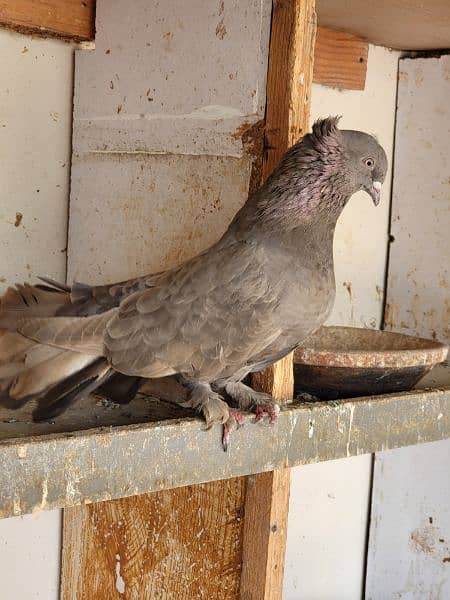 cockateil pair for sale breeder /  lutino personata black eyes pair 14