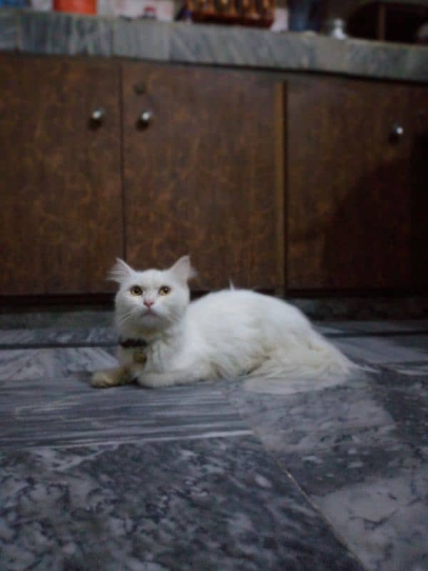 Persian cat 0