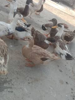 desi duck for sale