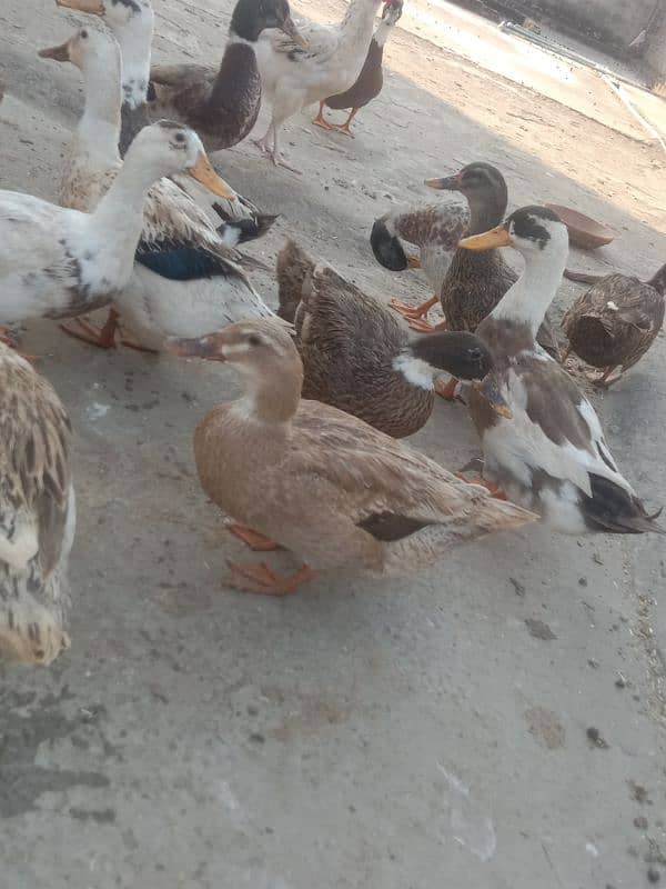 desi duck for sale 0