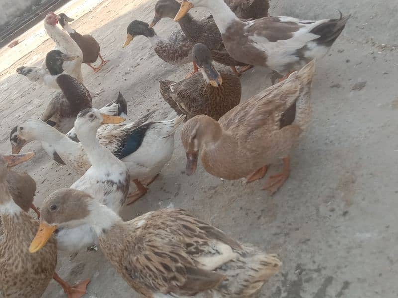 desi duck for sale 1