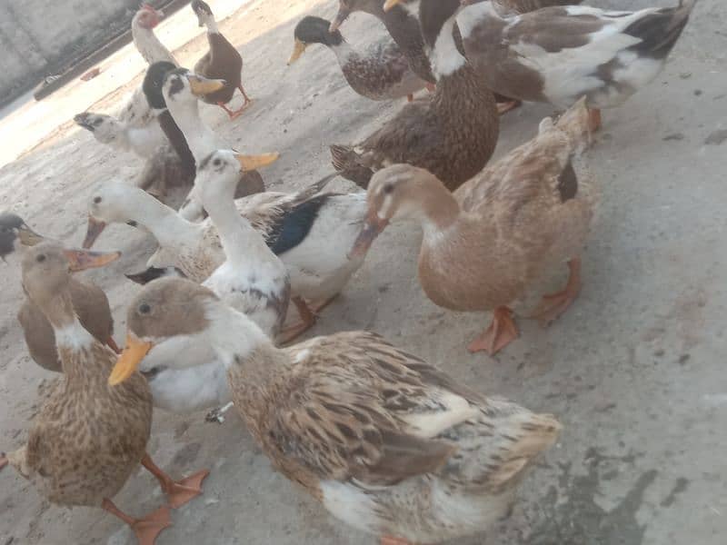 desi duck for sale 2