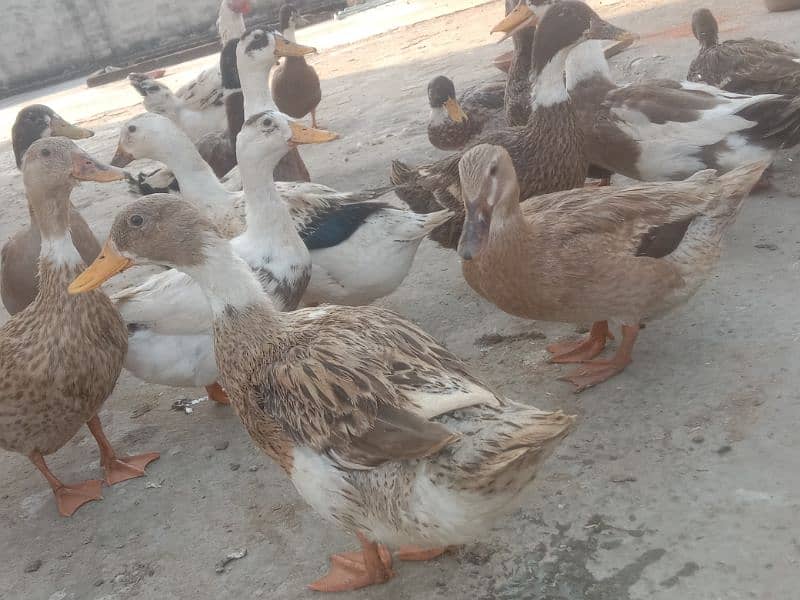 desi duck for sale 3