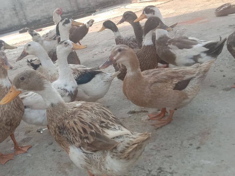 desi duck for sale 4