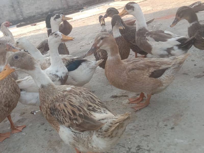 desi duck for sale 5