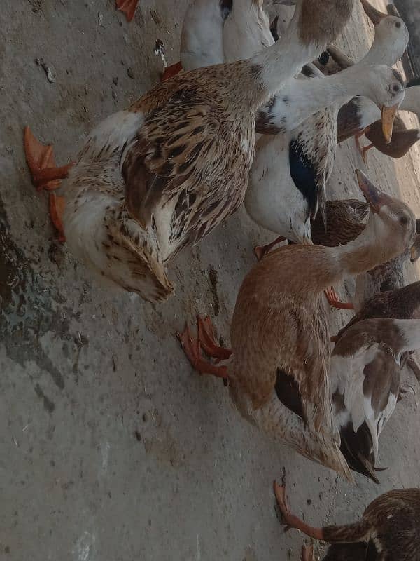 desi duck for sale 6