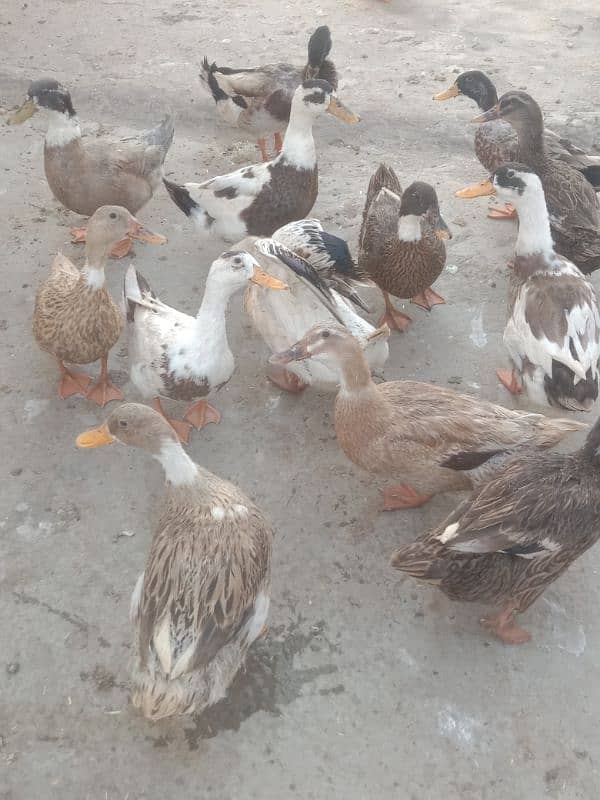 desi duck for sale 7