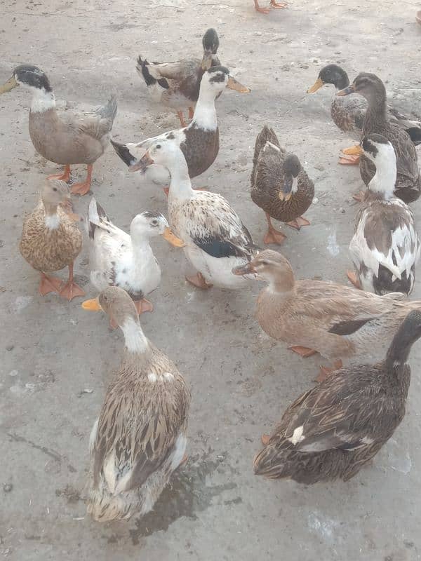 desi duck for sale 8