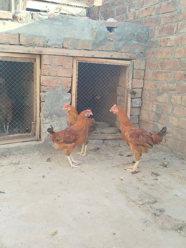 3 desi male murga for sell 3