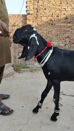 desi bakra