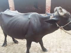 buffalo for sale