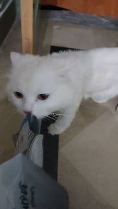 male persion cat white colour tripple coat