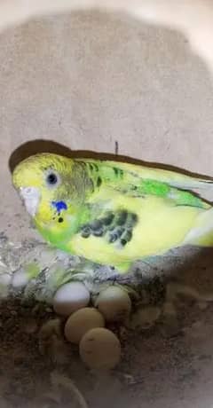 Budgies And Cage For Sale