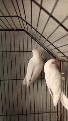 love birds breeder pairs