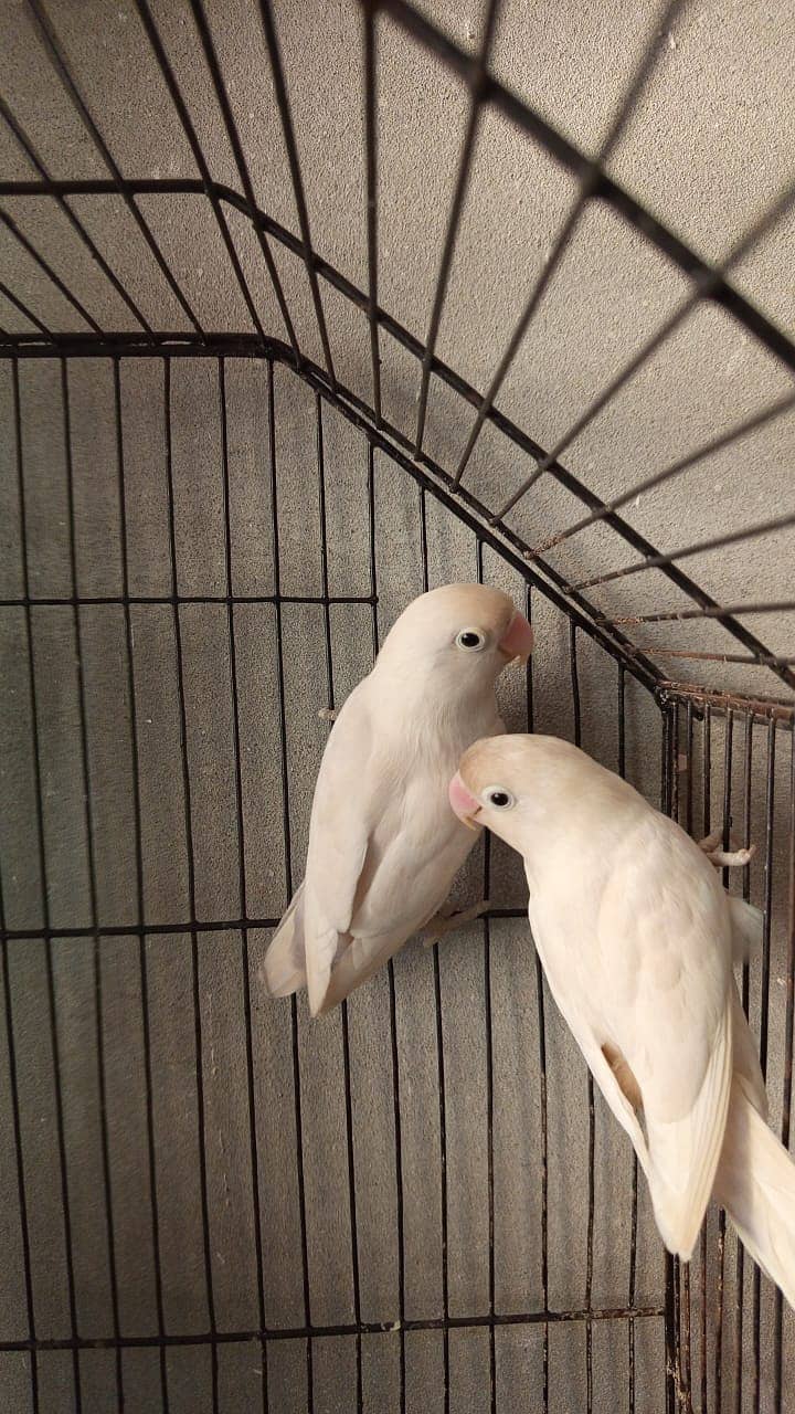 love birds breeder pairs 1