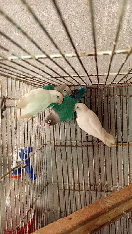 love birds breeder pairs 5