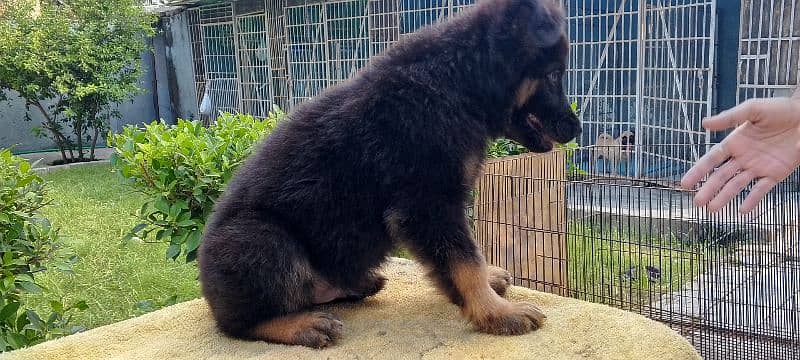 Long Coat German shepherd puppies for sale 0