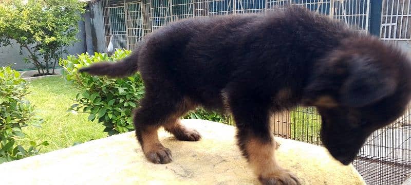 Long Coat German shepherd puppies for sale 1