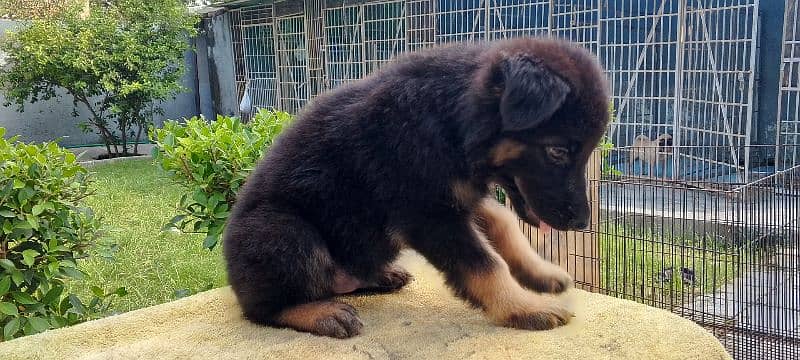 Long Coat German shepherd puppies for sale 2