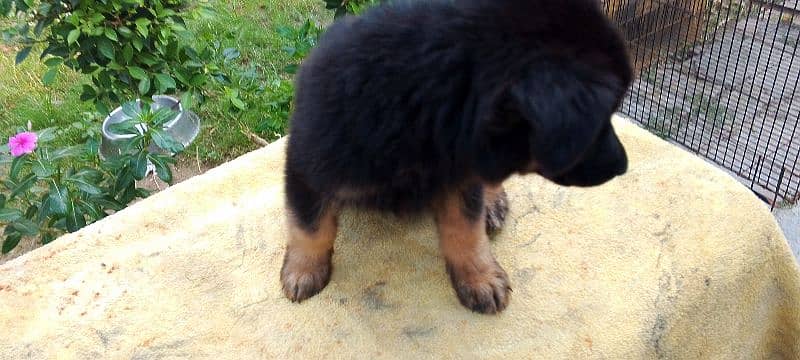 Long Coat German shepherd puppies for sale 4