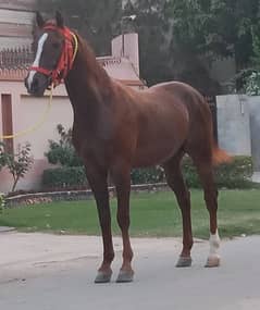 pyoor Arab horse