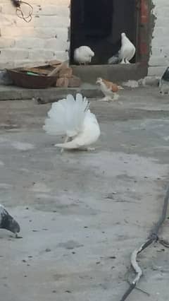 fancy pigeon for sale