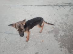 Female stock cot m h 3 month ki h