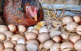 Aseel Eggs 100℅ Fertile hongye only call