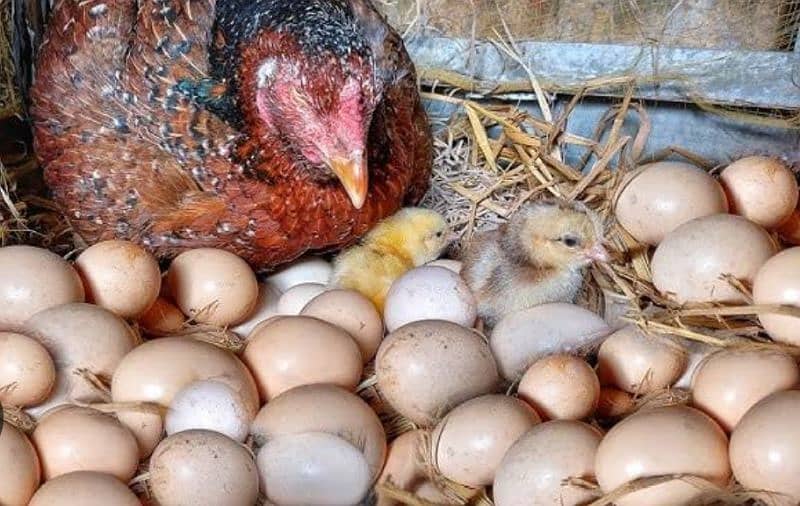 Aseel Eggs 100℅ Fertile hongye only call 0