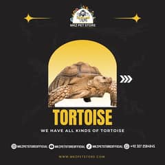 We Have All Kind Of Imported Tortoise.