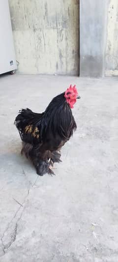 black bantam