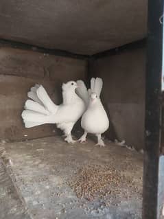 Female piegon for sale urgent