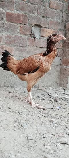 2aseel hens AK breeder or AK 5 month phathii 0