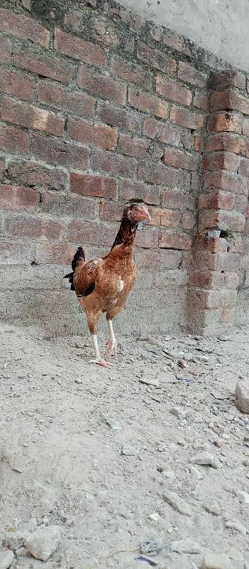 2aseel hens AK breeder or AK 5 month phathii 1