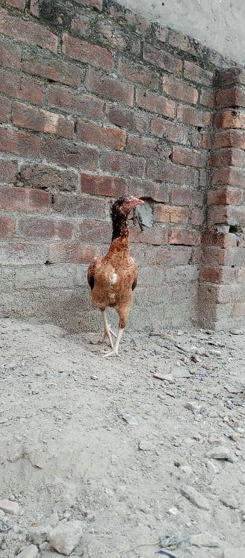 2aseel hens AK breeder or AK 5 month phathii 2