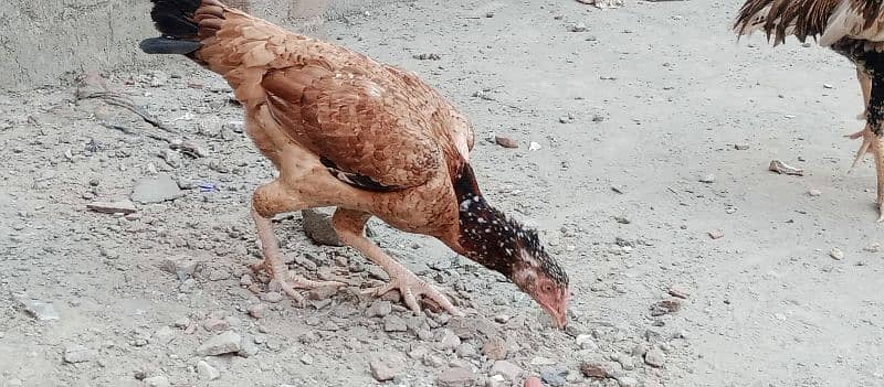 2aseel hens AK breeder or AK 5 month phathii 4