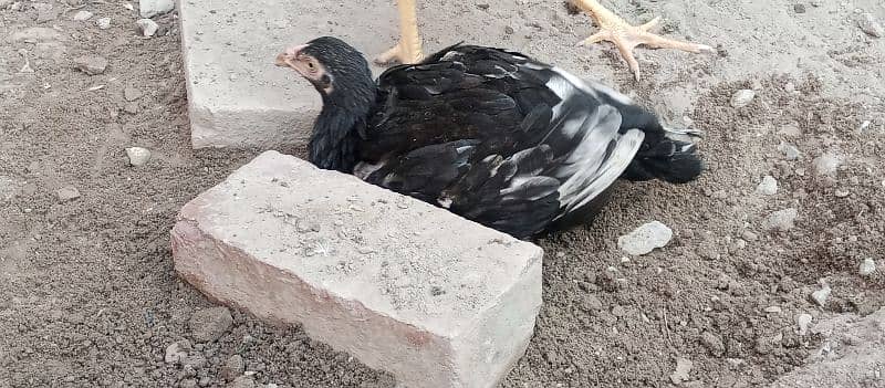 2aseel hens AK breeder or AK 5 month phathii 11