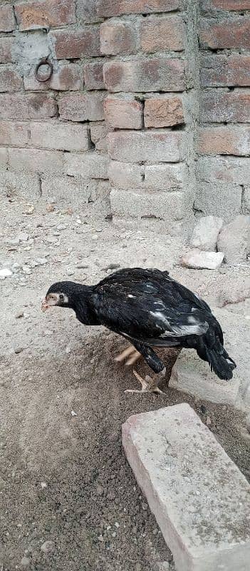 2aseel hens AK breeder or AK 5 month phathii 12