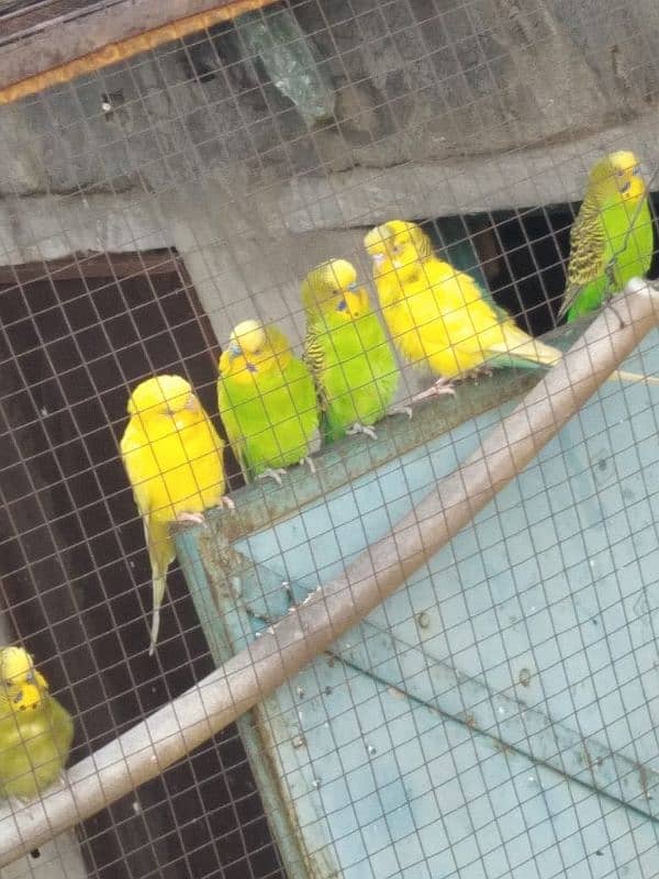 Australian   parrots 4