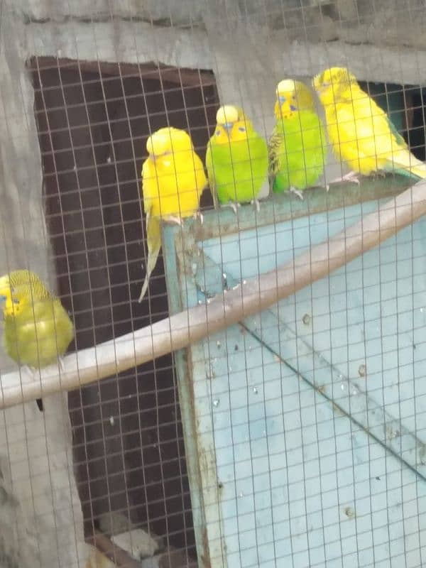 Australian   parrots 5