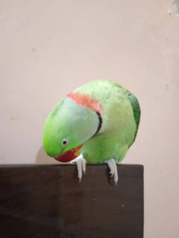 lost parrot 1