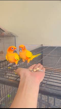 sun conure ready to breed pair