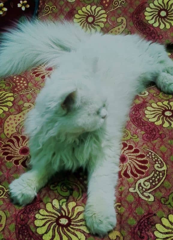 Persian Triple Coat Cat for Sale 03125139482 whatsapp Number 2