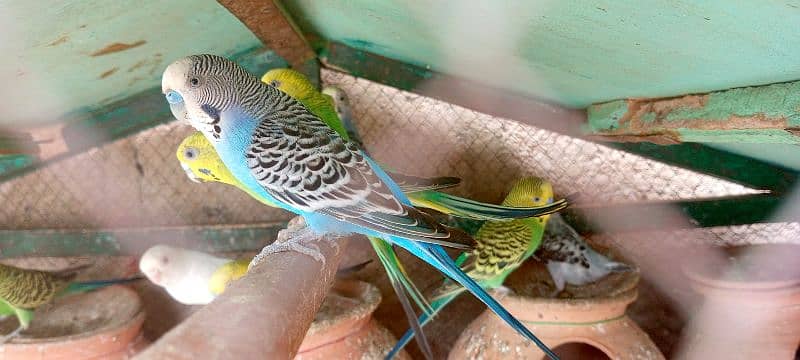 budgies bounced pair an day bacon walay 2