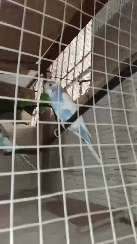 Australian parrots 4