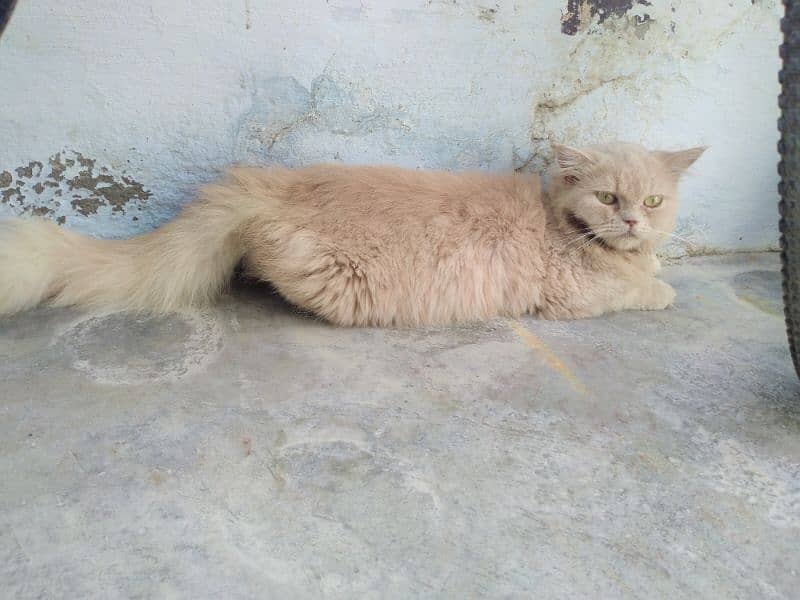 PERSIAN PUNCH FACE FEMALE CAT FOR SALE 1