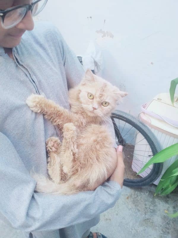 PERSIAN PUNCH FACE FEMALE CAT FOR SALE 2