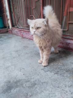 PERSIAN PUNCH FACE FEMALE CAT FOR SALE 0