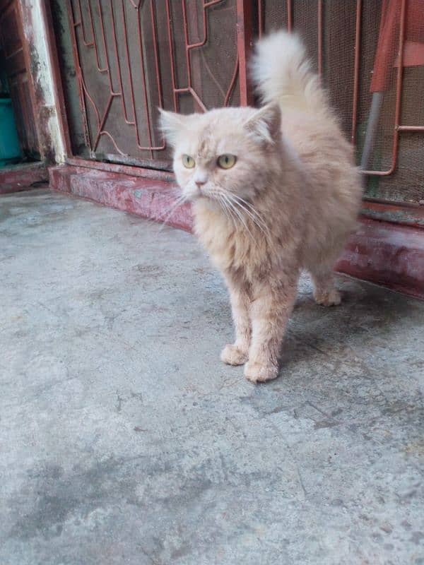 PERSIAN PUNCH FACE FEMALE CAT FOR SALE 0